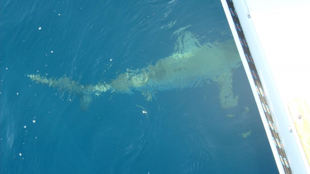 shark cirling under the boat